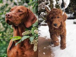 Vizsla vs Irish Doodles - Breed Comparison