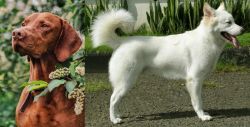 Vizsla vs Kintamani - Breed Comparison