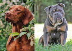 Vizsla vs Olde English Bulldogge - Breed Comparison