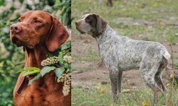 Vizsla vs Perdiguero de Burgos - Breed Comparison