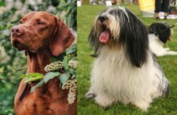 Vizsla vs Polish Lowland Sheepdog - Breed Comparison