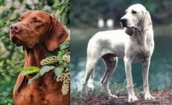 Vizsla vs Porcelaine - Breed Comparison