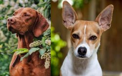 Vizsla vs Rat Terrier - Breed Comparison