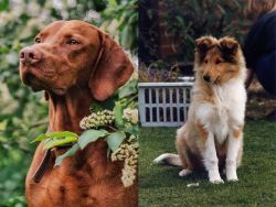 Vizsla vs Rough Collie - Breed Comparison