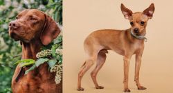 Vizsla vs Russian Toy Terrier - Breed Comparison