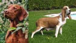 Vizsla vs Sabueso Espanol - Breed Comparison