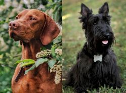 Vizsla vs Scoland Terrier - Breed Comparison