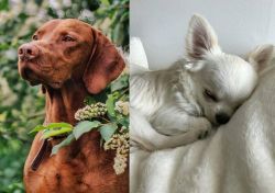 Vizsla vs Tea Cup Chihuahua - Breed Comparison