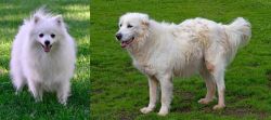 Volpino Italiano vs Abruzzenhund - Breed Comparison