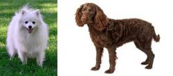 Volpino Italiano vs American Water Spaniel - Breed Comparison