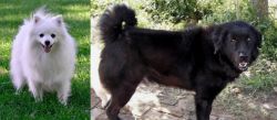 Volpino Italiano vs Bakharwal Dog - Breed Comparison