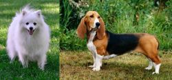 Volpino Italiano vs Basset Artesien Normand - Breed Comparison