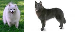 Volpino Italiano vs Belgian Shepherd - Breed Comparison