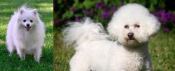Volpino Italiano vs Bichon Frise - Breed Comparison