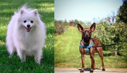 Volpino Italiano vs Bospin - Breed Comparison