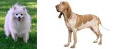 Volpino Italiano vs Bracco Italiano - Breed Comparison