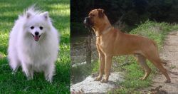 Volpino Italiano vs Bullmastiff - Breed Comparison