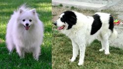 Volpino Italiano vs Ciobanesc de Bucovina - Breed Comparison