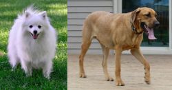 Volpino Italiano vs Danish Broholmer - Breed Comparison