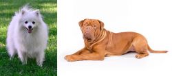 Volpino Italiano vs Dogue De Bordeaux - Breed Comparison