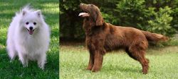 Volpino Italiano vs Flat-Coated Retriever - Breed Comparison