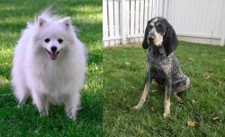 Volpino Italiano vs Grand Bleu de Gascogne - Breed Comparison