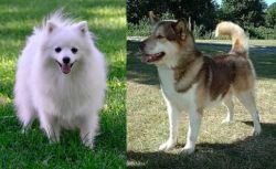 Volpino Italiano vs Greenland Dog - Breed Comparison