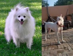 Volpino Italiano vs Indian Bull Terrier - Breed Comparison