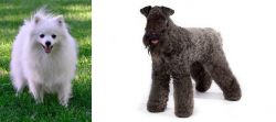 Volpino Italiano vs Kerry Blue Terrier - Breed Comparison