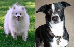 Volpino Italiano vs McNab - Breed Comparison