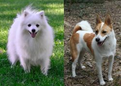 Volpino Italiano vs Norrbottenspets - Breed Comparison