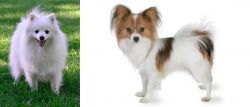 Volpino Italiano vs Papillon - Breed Comparison