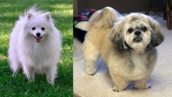 Volpino Italiano vs PekePoo - Breed Comparison