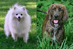 Volpino Italiano vs Plott Hound - Breed Comparison