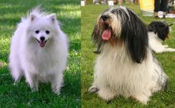 Volpino Italiano vs Polish Lowland Sheepdog - Breed Comparison