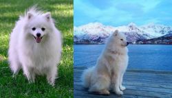 Volpino Italiano vs Samoyed - Breed Comparison