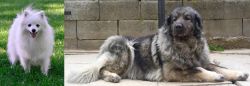 Volpino Italiano vs Sarplaninac - Breed Comparison