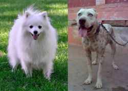 Volpino Italiano vs Sindh Mastiff - Breed Comparison