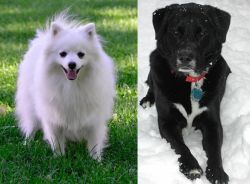 Volpino Italiano vs St. John's Water Dog - Breed Comparison