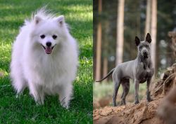 Volpino Italiano vs Thai Ridgeback - Breed Comparison