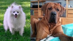 Volpino Italiano vs Tosa - Breed Comparison