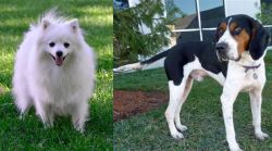 Volpino Italiano vs Treeing Walker Coonhound - Breed Comparison