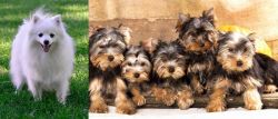 Volpino Italiano vs Yorkshire Terrier - Breed Comparison
