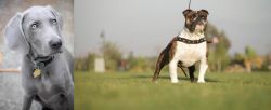 Weimaraner vs Bantam Bulldog - Breed Comparison