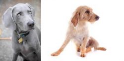 Weimaraner vs Basset Fauve de Bretagne - Breed Comparison