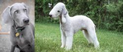 Weimaraner vs Bedlington Terrier - Breed Comparison