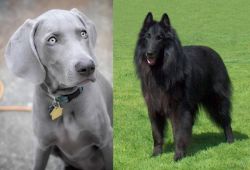 Weimaraner vs Belgian Shepherd Dog (Groenendael) - Breed Comparison