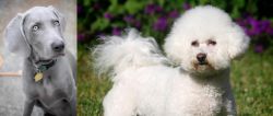 Weimaraner vs Bichon Frise - Breed Comparison