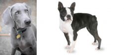 Weimaraner vs Boston Terrier - Breed Comparison
