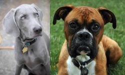 Weimaraner vs Boxer - Breed Comparison